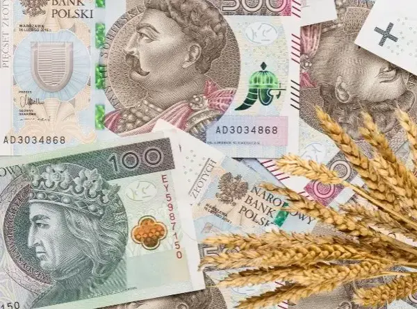 Ile kosztuje tona zboża w skupie? Sprawdź aktualne ceny i różnice