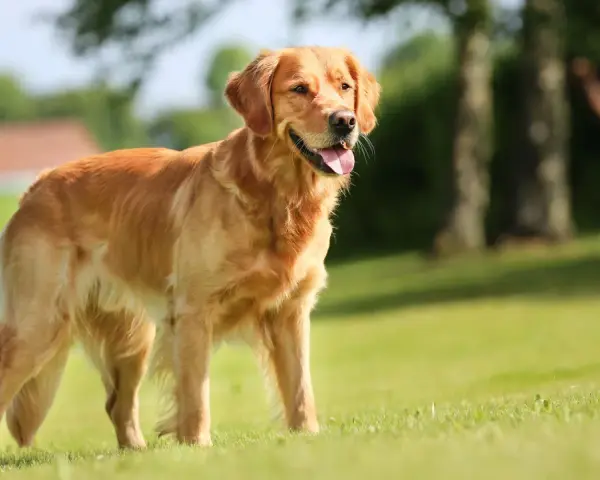 Złocisty retriever, uosobienie przyjaznego golden retriever charakteru, stoi na trawie, ciesząc się słońcem.