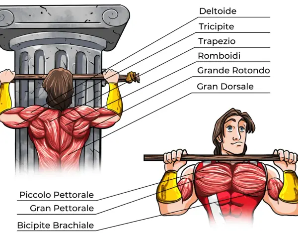 Illustrazione anatomica dei muscoli coinvolti nelle trazioni alla sbarra, con indicazioni sui potenziali rischi e trazioni alla sbarra controindicazioni.