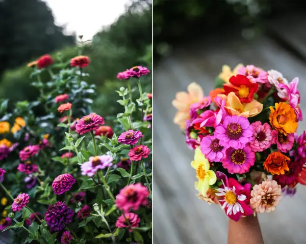 En bukett med färgglada zinnia i kruka, med blommor i rosa, orange, gult och rött.