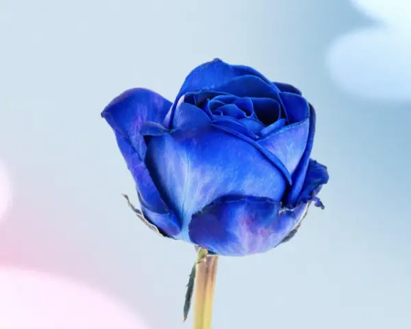 Una rosa azul vibrante, símbolo de misterio y encanto. El significado de las rosas azules evoca lo inalcanzable y la magia.
