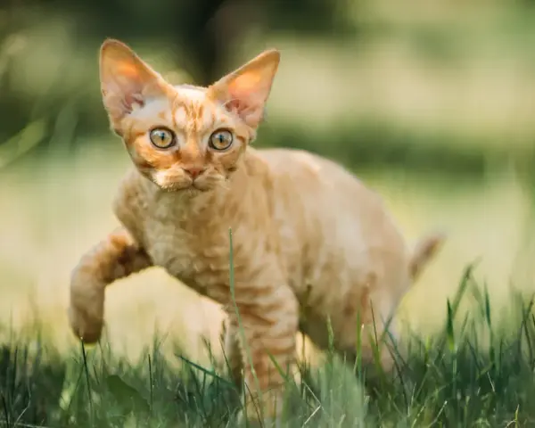 Charakter devon rex – przyjazny towarzysz dla aktywnej rodziny