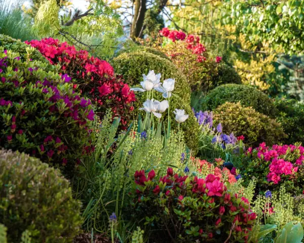 Wiosenny ogród pełen kwitnących, wysokie krzewy rododendronów i tulipanów.