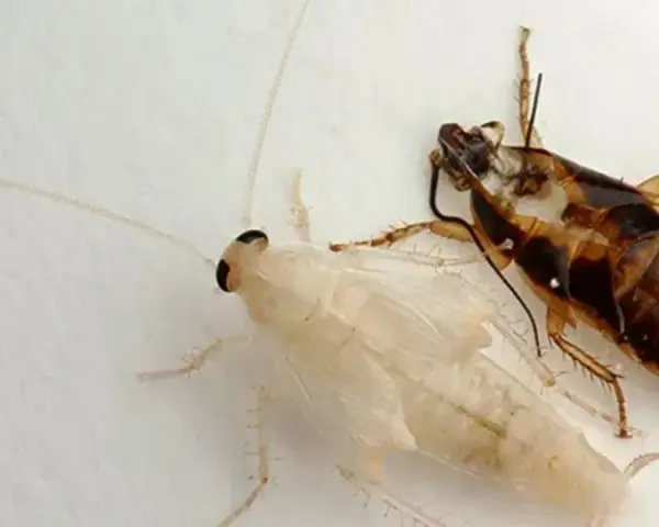 Una cucaracha albina y otra de piel de cucaracha marrón yacen juntas sobre una superficie blanca.