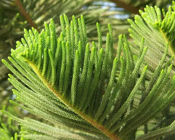 Zielone, iglaste gałązki araukarii domowej tworzą gęsty, puszysty dywan.