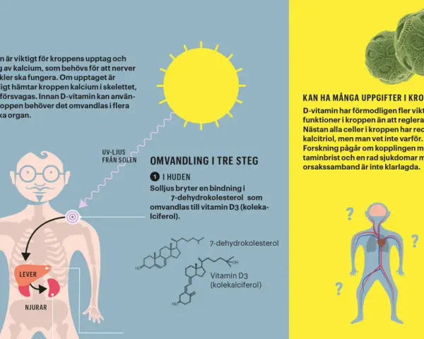D-vitamin från solljus omvandlas i huden och sedan i lever och njurar. D-vitamin är viktigt för kalciumupptaget.