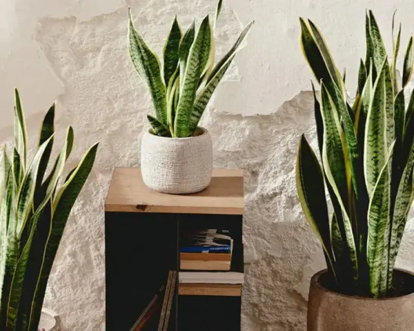 Tres plantas de lengua de la suegra, con sus hojas verdes y amarillas, decoran un rincón con pared texturizada.