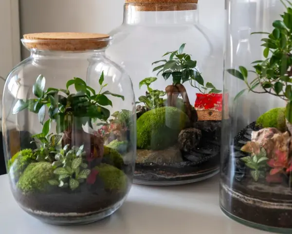 Miniaturowe ogrody w słoiku: bujna zieleń, mech i kamienie tworzą magiczny świat zamknięty w szkle.