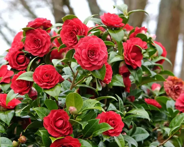 Un camélia rouge éclatant, prêt pour son entretien printanier. Ses fleurs généreuses et son feuillage lustré témoignent d'une belle santé.