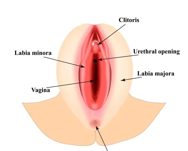 Anatomical illustration of female genitalia, showing clitoris, labia minora, labia majora, vagina, and urethral opening. Wielkie wargi sromowe otaczają delikatne struktury.