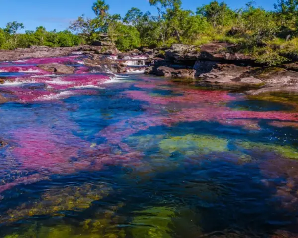 El río Caño Cristales, un espectáculo natural con aguas cristalinas y algas de vibrantes colores rojo, rosa y verde, rodeado de vegetación exuberante.