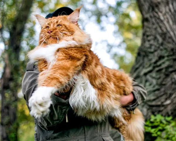 Rudzielec maine coon, majestatyczny kot, którego cena może zaskoczyć. W objęciach opiekuna, na tle leśnej przyrody.