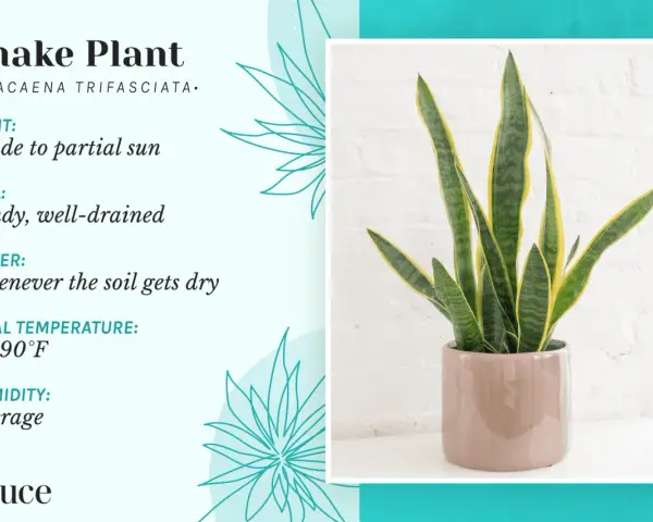 Snake plant care guide: light, soil, water, temperature, and humidity needs for this hardy houseplant.