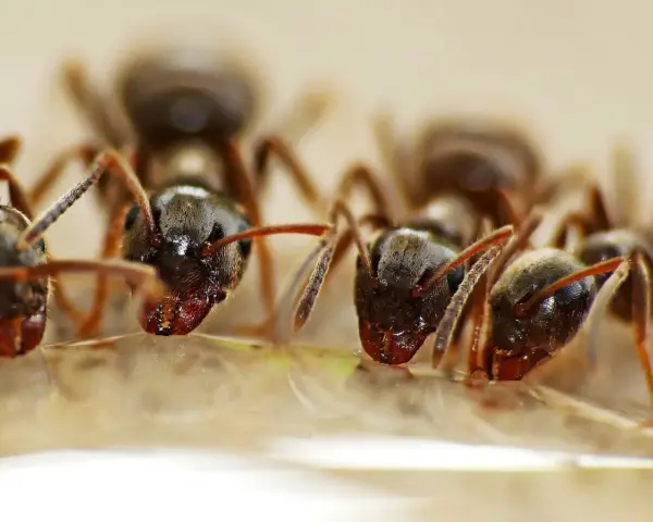 Des fourmis s'approchent d'une goutte d'eau oxygénée, comme si elles exploraient une nouvelle source d'eau pour leur fourmilière.