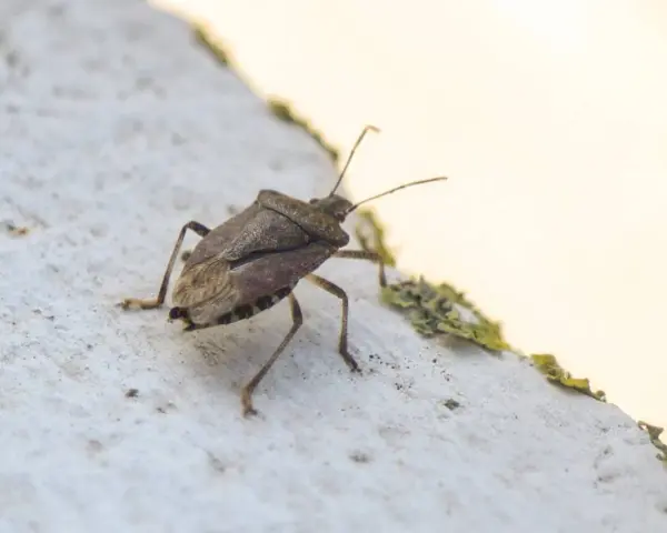 Un tipo de chinche marrón con antenas largas camina sobre una superficie blanca texturizada.