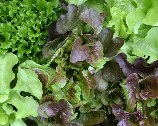 Bunte Salate, frisch geerntet. Perfekt für den Juli, wenn man noch schnell etwas ins Beet setzen möchte.