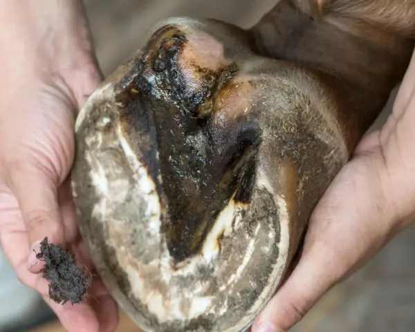 Gros plan sur un glome de cheval mou, sale et humide, tenu par des mains. Un petit tas de terre est visible dans une main.