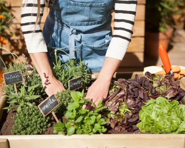 Manos cuidando un huerto en casa con lechugas, menta y salvia. Herramientas de jardinería a un lado.