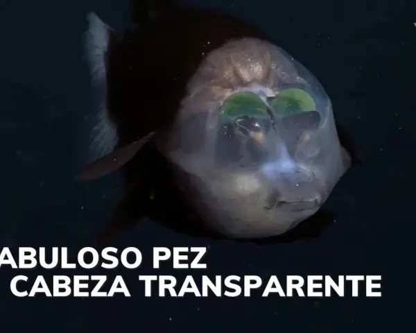 Un pez duende con cabeza transparente y ojos verdes brillantes nada en la oscuridad.