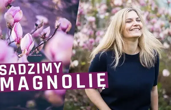 Kiedy sadzi się magnolie, aby uniknąć błędów i zapewnić wzrost