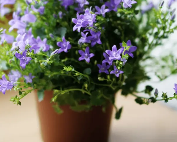 Urocza campanula w doniczce, obsypana licznymi fioletowymi dzwoneczkami, tworzy bujną, zieloną kaskadę.