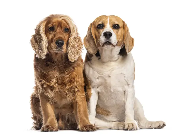 Un beagle et un cocker, deux amis fidèles, posent côte à côte sur fond blanc.