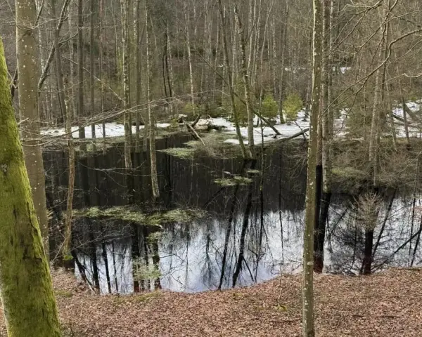 Rezerwat przyrody Lubygość: piękne krajobrazy i unikalna fauna