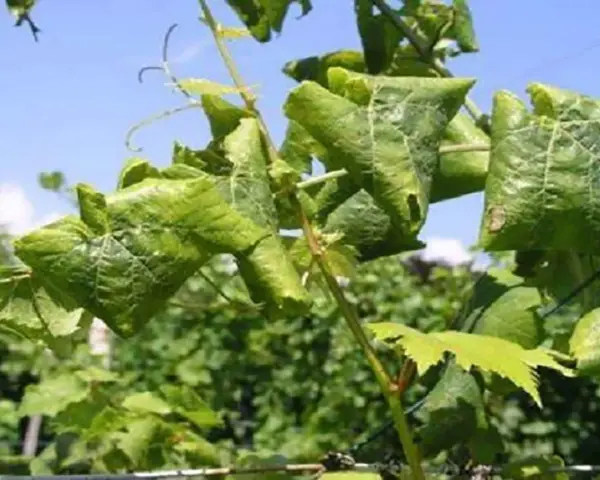 Foglie di vite accartocciate e ingiallite, sintomo della flavescenza dorata.