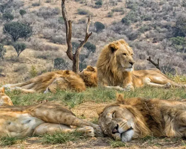 Lwy odpoczywają na trawie w Kruger Park. Jeden lew patrzy w bok, podczas gdy reszta śpi.