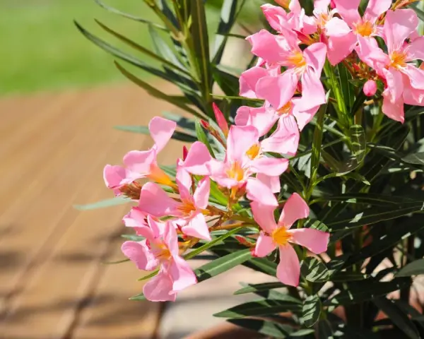 Ein Oleander mit zarten rosa Blüten steht bereit zum Umtopfen. Die Sonne scheint auf die Holzterrasse.