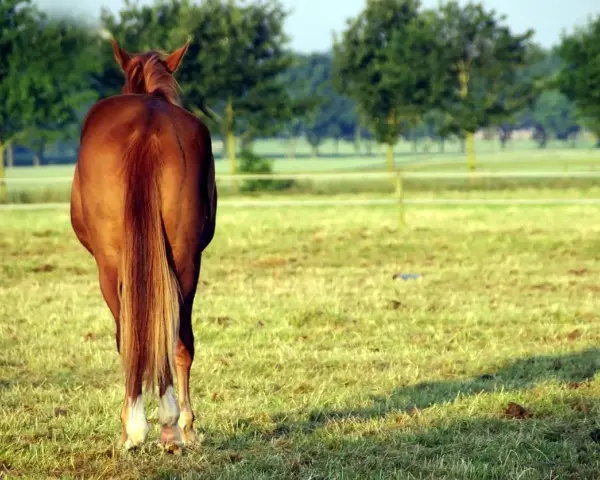 Un magnifique cheval bai, la crinière au vent, se tient dans un pré verdoyant.