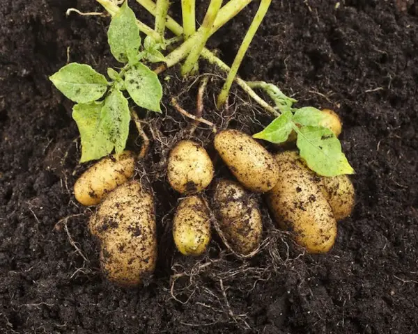 Frisch aus der Erde: Mehrere Kartoffeln mit Wurzeln und grünen Blättern. Ein Zeichen, wann Kartoffeln ernten.