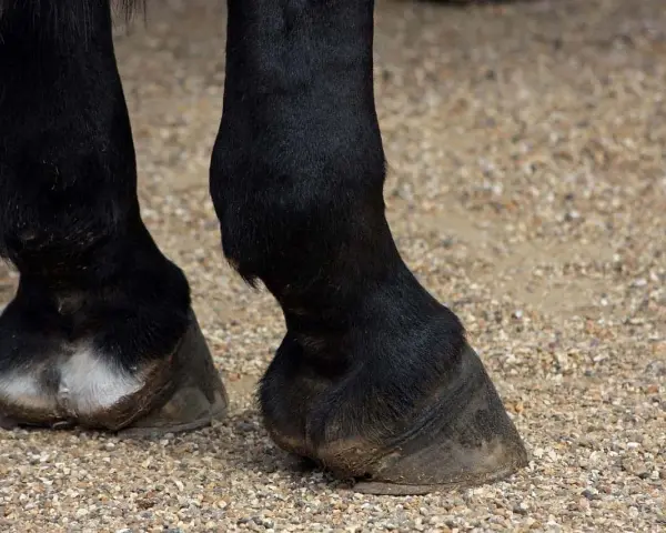 Gros plan sur les pattes d'un cheval noir, montrant le **sabot** d'un cheval, posé sur un sol gravillonné.