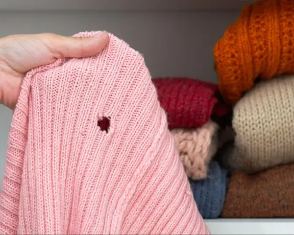 Różowy sweter z dziurą, odkryty podczas przeglądania stosu ubrań w szafie. Widać inne swetry w różnych kolorach.