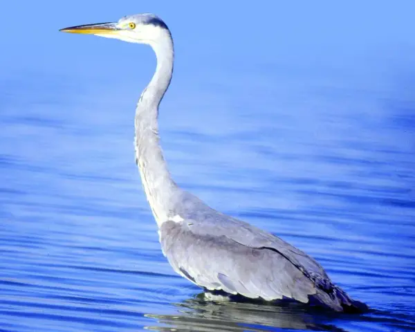 Una garza real, con su largo cuello curvado, espera pacientemente en las aguas azules.