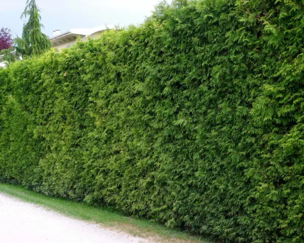 Gęsty, zielony żywopłot z tuj tworzy naturalną barierę.