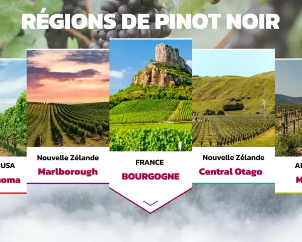 Cinq régions viticoles célèbres pour le pinot noir : Californie, Nouvelle-Zélande (Marlborough et Central Otago), France (Bourgogne) et Argentine (Mendoza).