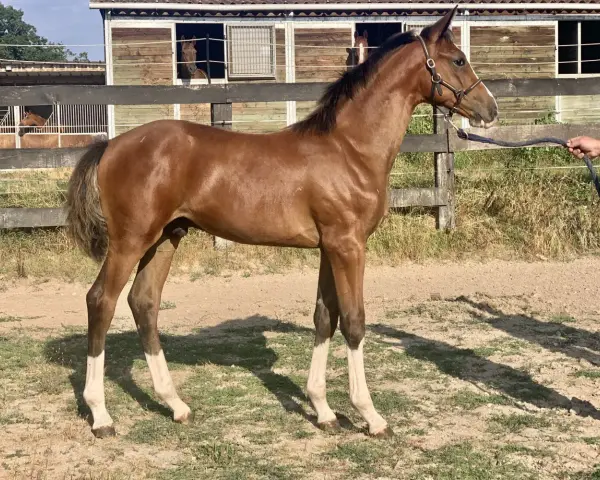 Jeune poulain bai, Arpège, aux longues jambes blanches, se tient fièrement devant les boxes de Pierreville.