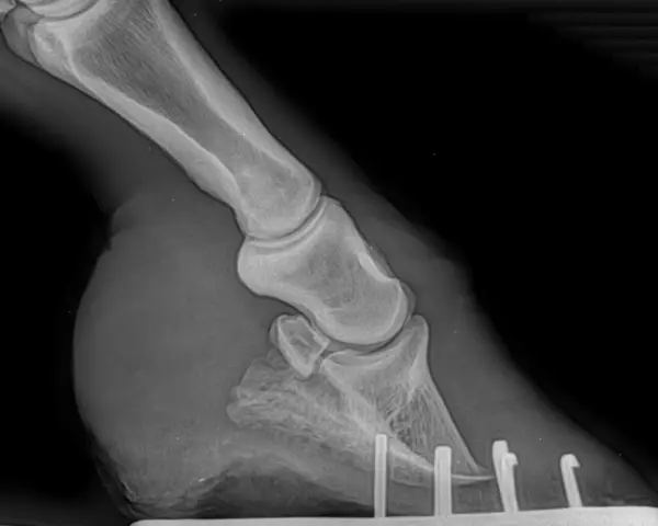 Radiographie d'un pied de cheval montrant des signes de fourbure. L'image révèle des anomalies osseuses et des changements dans la structure du sabot, typiques de cette pathologie.
