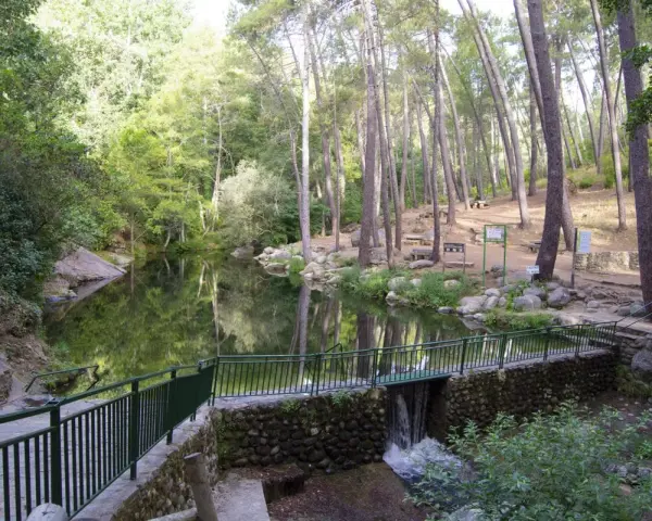 Un sereno camino de san pedro bordea un estanque rodeado de pinos. Un pequeño puente con una cascada conecta los senderos.