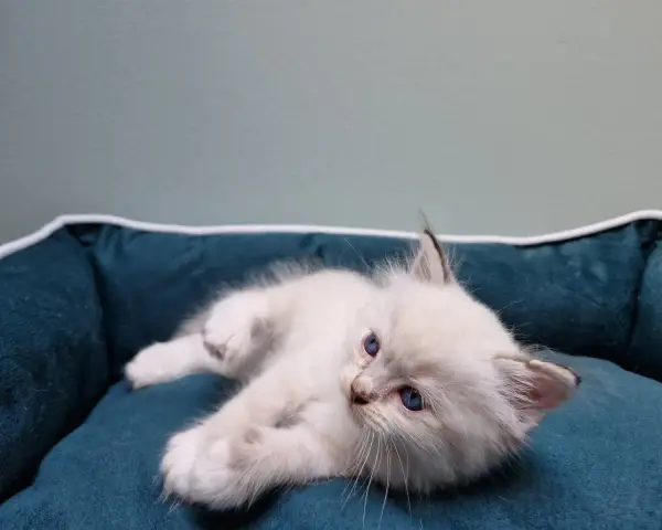 Uroczy kociak rasy ragdoll, jeszcze mały, leży na miękkim legowisku.