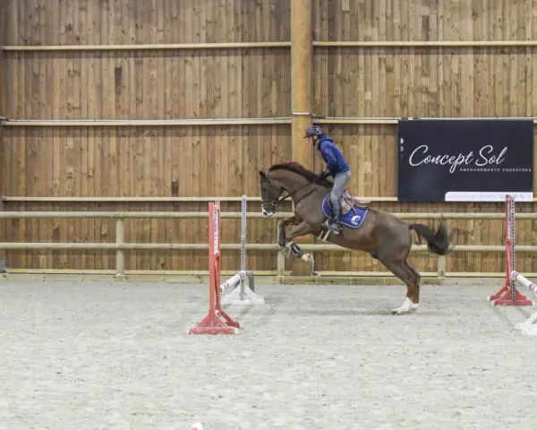 Cavalier et cheval sautent un obstacle dans un manège couvert, rappelant l'ambiance du lido de Camaiore.