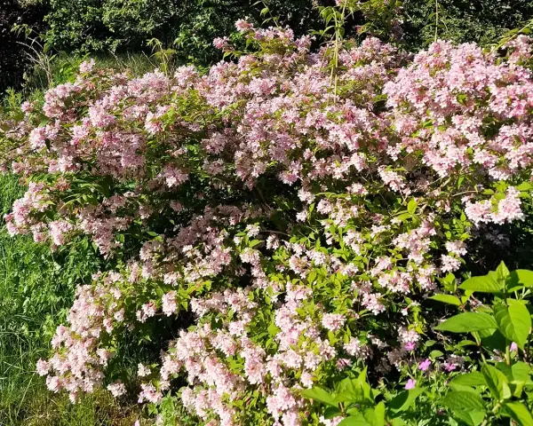 En frodig paradisbuske med rosa blommor, som visar hur snabbt växer paradisbuske. Grönskande bladverk och solljus.