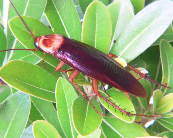 Una cucaracha americana de color marrón rojizo se posa sobre hojas verdes brillantes.