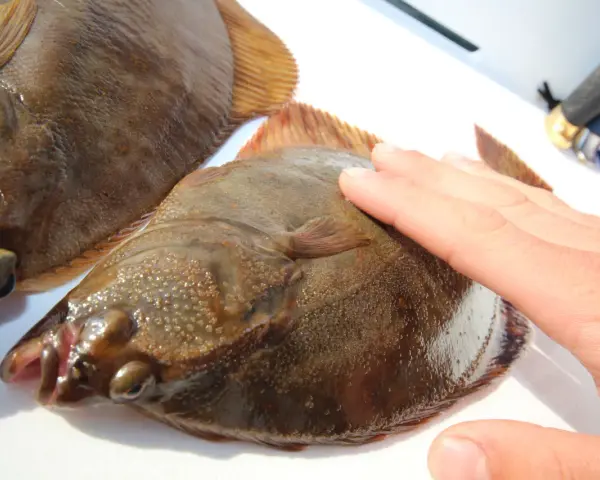 Zwei Plattfische liegen nebeneinander. Eine Hand berührt den einen Fisch. Hier wird der Unterschied zwischen Scholle und Flunder gezeigt.