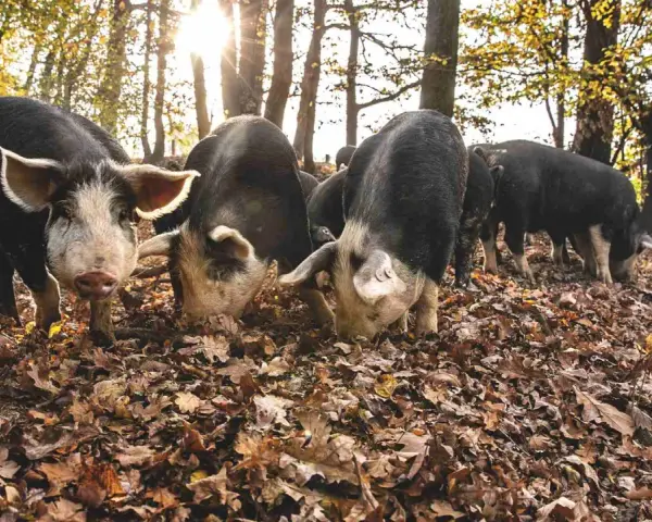 Un gruppo di suini, con il muso tra le foglie autunnali, cerca cibo nel bosco. Un maiale si volta verso l'obiettivo.