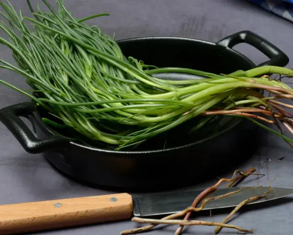 Mazzo di agretti freschi con radici, pronti per essere cotti in padella. Un coltello è appoggiato accanto.