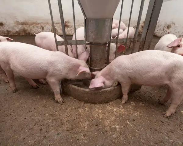 Maiali rosa si nutrono da una mangiatoia, mostrando quanto mangia un maiale al giorno.