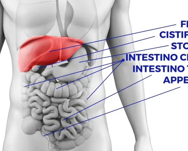 Anatomia umana: fegato, stomaco, intestino crasso e tenue. Cosa c'è sotto le costole a sinistra? L'intestino tenue e crasso.