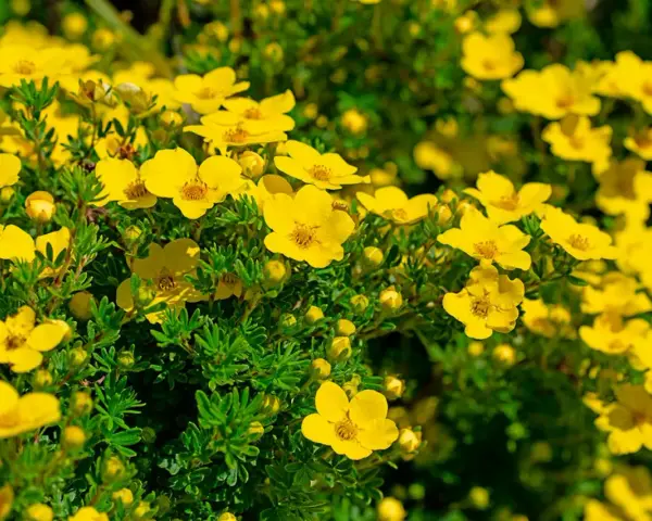Buskar med intensivt gula blommor, som blommar rikligt under juli-augusti. De små, femtaliga blommorna lyser upp i det gröna.
